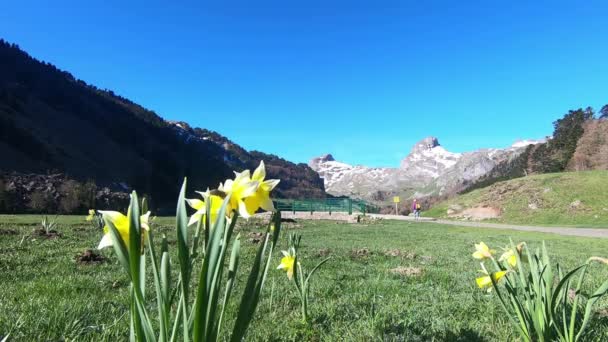 Berglandschaft Mit Narzissen Vordergrund Französische Pyrenäen — Stockvideo