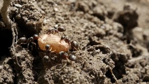 与工人和新一代女王的幼虫的蚁巢 — 图库视频影像