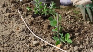  bahçıvan kadın bitkiler bahçede genç çiçek sürgünler