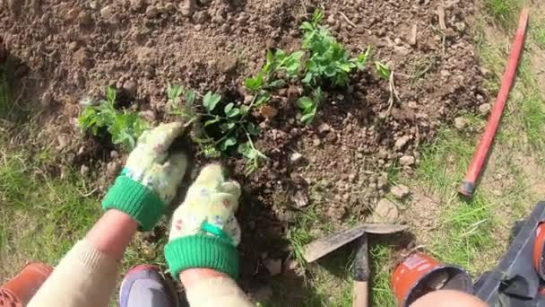 庭師の女性は庭で若い花の芽を植えます — ストック動画