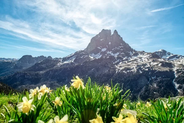 Vista de Pic du Midi Ossau com narcisos na primavera, francês P — Fotografia de Stock