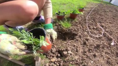  bahçıvan kadın bitkiler bahçede genç çiçek sürgünler