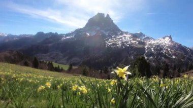 ilkbaharda nergis ile Pic du Midi Ossau görünümü, Fransız Pireneler