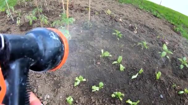 Arrosage Des Légumes Dans Jardin — Video