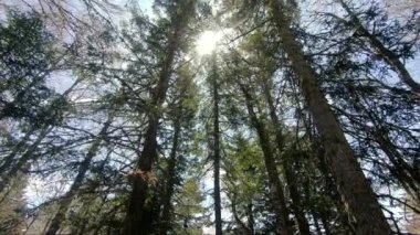 Patika, ormandaki patika. Sakin bir gün