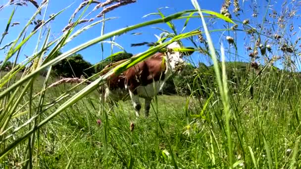 Pâturage Des Vaches Dans Prairie Avec Ciel Bleu — Video