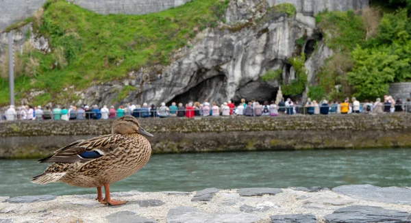 Bird near of Sanctuary of Our Lady of Lourdes, pilgrimage in Fra — Stock Photo, Image