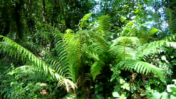 nombreuses fougères à la campagne 