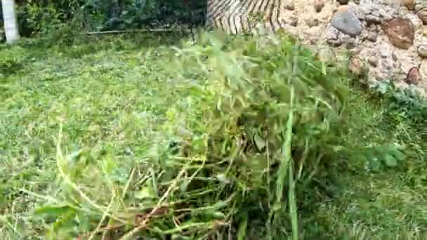 Raking Erba Utilizzando Rastrello Concetto Giardinaggio — Video Stock