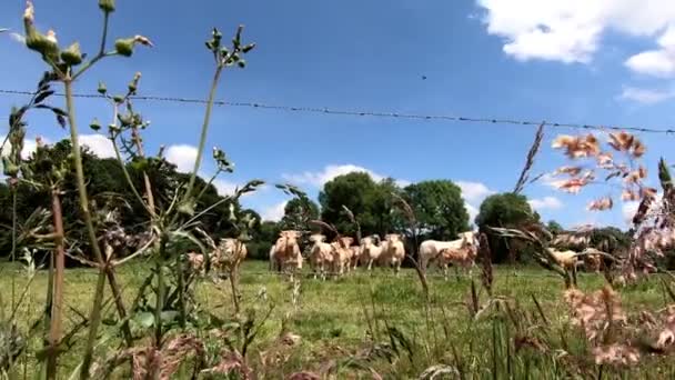 Стадо Белых Коров Траве — стоковое видео