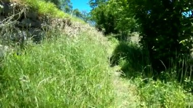 Kamera uzun çimen, yavaş hareket ile sinek