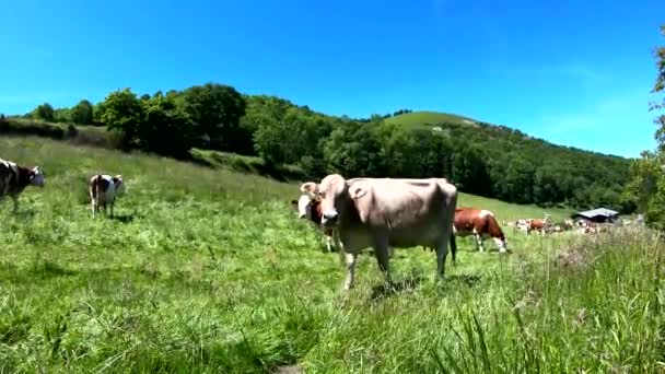 Vaca Pastando Prado Com Céu Azul — Vídeo de Stock