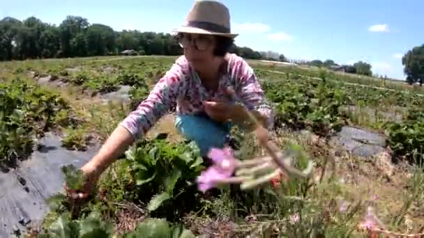Frau Erntet Erdbeere Auf Feld — Stockvideo