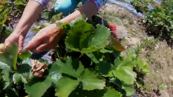 Hands Fresh Strawberries Collected Garden — Stock Video