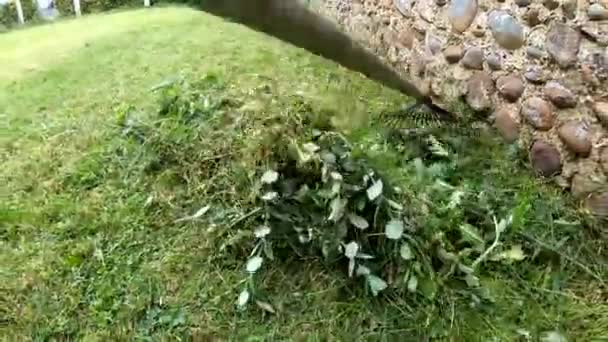 Tırmık Kullanarak Çim Raking Bahçe Konsepti — Stok video