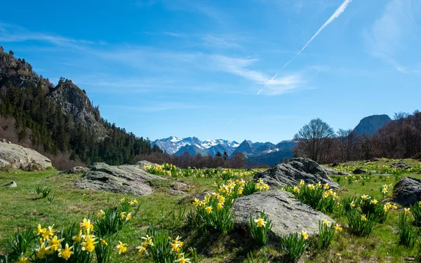 Gebirge mit Narzissen (französische Pyrenäen)) — Stockfoto