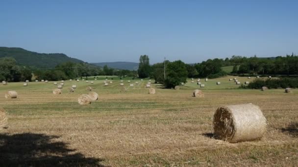 Campo Colhido Com Fardos Palha Verão — Vídeo de Stock