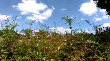 Kırsal kesimde kır çiçekleri