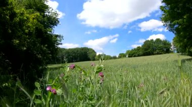 güzel çiçekler ile tahıl alanı