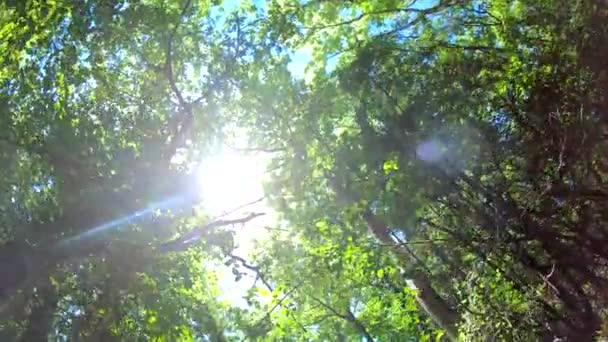 Patrząc Las Pov Przez Wierzchołki Drzew Słońce Świeci Przez Liście — Wideo stockowe