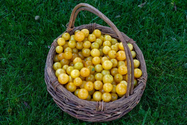 Organic yellow plums in a basket — Stock Photo, Image