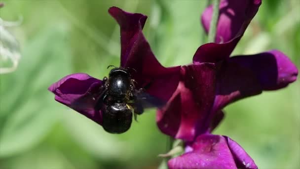 Xylocopa Violacea Fioletowy Cieśla Pszczoła Kwiatach — Wideo stockowe