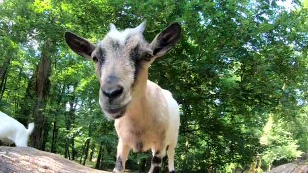 Portrait fou de petite chèvre 