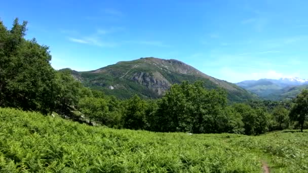 Panoramic Mountain Landscape Summer Ferns Foreground Pyrenees France — Stock Video