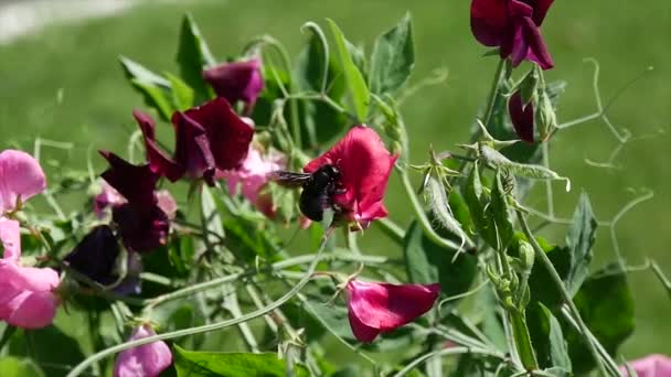 シロコパ ヴィオラセア 花の中の紫色の大工蜂 — ストック動画