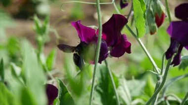 Ksilocopa violacea, çiçeklerin menekşe marangoz arı