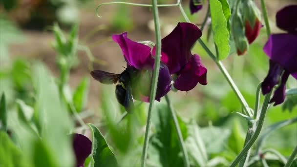 Xylocopa Violacea Abeja Carpintero Violeta Las Flores — Vídeo de stock