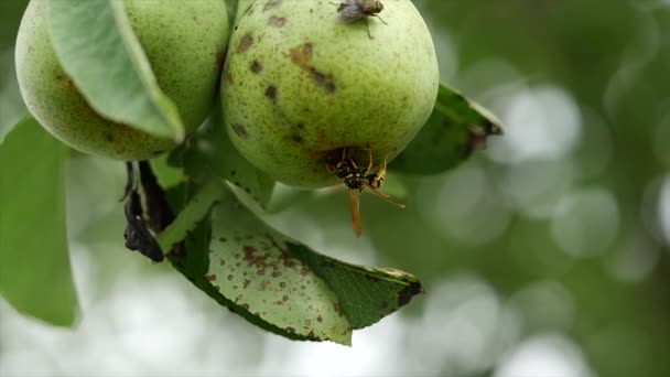 Wasp Eating Pear Close — Stock Video