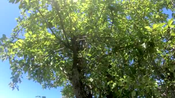 Mirando Hacia Arriba Bosque Pov Través Las Copas Del Árbol — Vídeo de stock