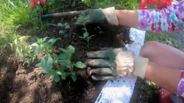 Kobieta Sadzenia Kwiatów Ogrodzie — Wideo stockowe