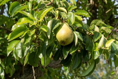 ağaçta güzel organik armut
