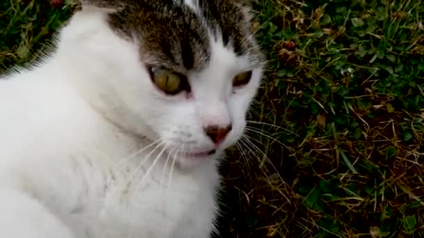 Gato Jugando Hierba — Vídeo de stock