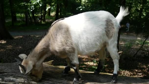 Kleine Witte Geit Het Platteland — Stockvideo