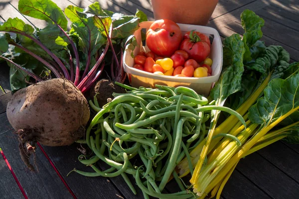 bahçeden organik sebzeler, fasulye, pancar, pazı