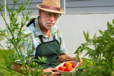 sebze bahçesinde domates toplama adam bahçıvan