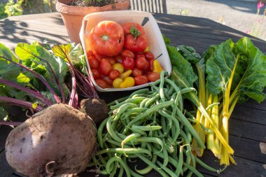 bahçe, fasulye, pancar, pazı ve domates organik sebze