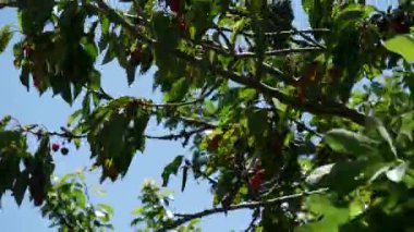 mavi gökyüzü ile rüzgarda kiraz ağacı