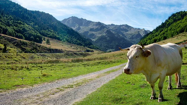 Pâturage de vache blanche dans la vallée d'Ossau dans les Pyrénées françaises — Photo