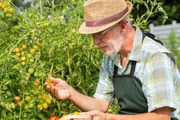 Hombre jardinero recogiendo tomates en el huerto — Foto de Stock