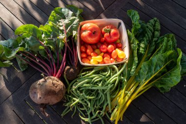 bahçe, fasulye, pancar, pazı ve domates organik sebze