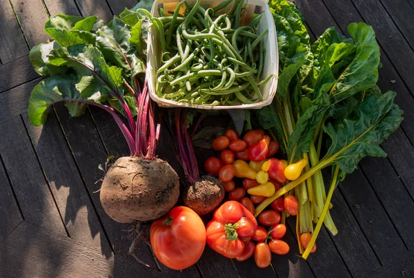 Organic vegetables from garden, beans, beets, chard and tomatoes — Stock Photo, Image