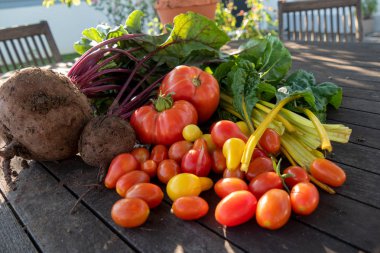 bahçe, pancar, pazı ve domates organik sebze
