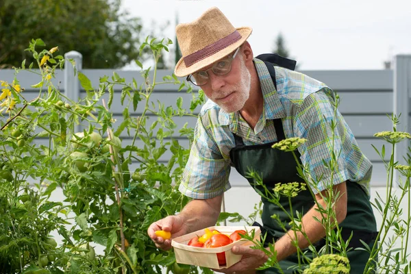Sebze bahçesinde domates toplama adam bahçıvan — Stok fotoğraf
