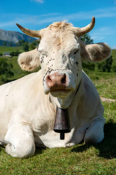 Närbild av chef för Ko med cowbell — Stockfoto