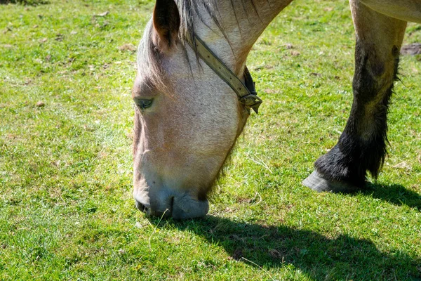 Close-up van paard grazen in de weide — Stockfoto