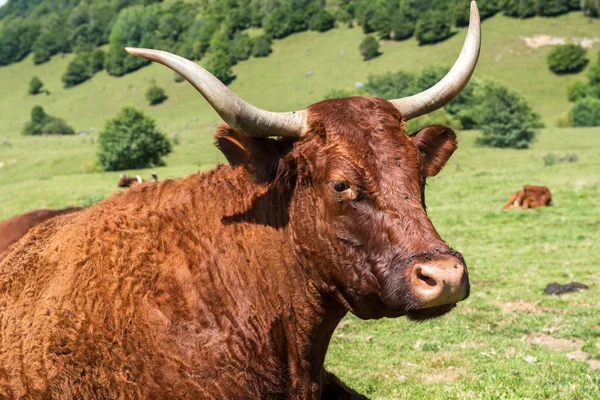 Cow In the mountain meadow, French Pyrenees, Bearn — Stock Photo, Image